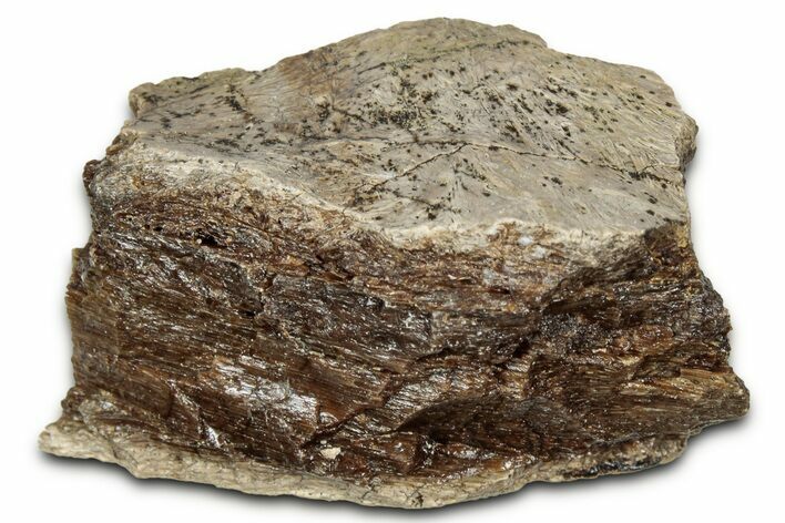 Fossil Tyrannosaur (T rex) Bone Section - Wyoming #352768